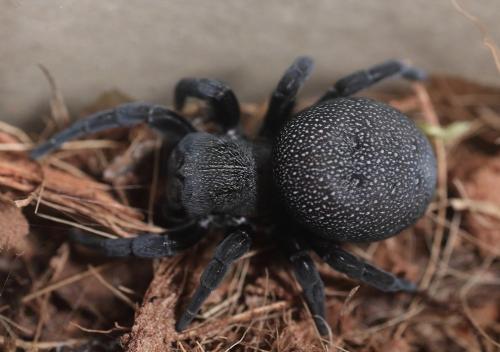 Eresus sp.