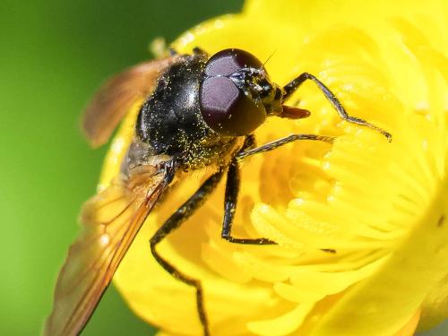 Cheilosia sp.