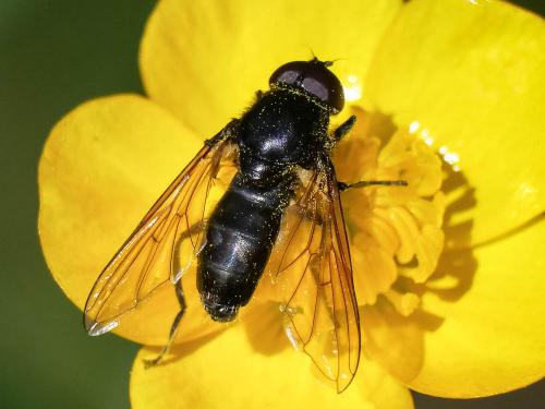 Réf. 231 008 : Cheilosia sp.
