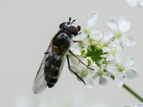 Melangyna umbellatarum