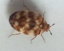 Réf. 231 053 : Anthrenus verbasci