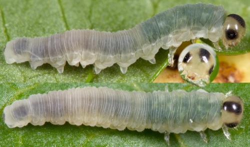 Réf. 231 111 : Macrophya alboannulata