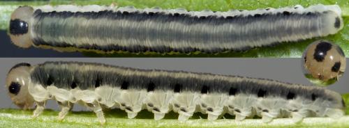 Réf. 231 112 : Macrophya alboannulata
