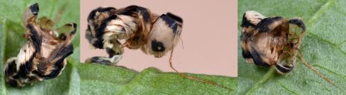 Réf. 231 113 : Macrophya alboannulata