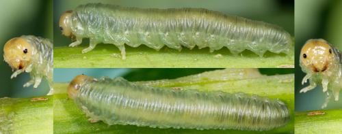 Réf. 231 114 : Macrophya alboannulata