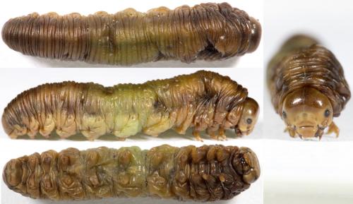 Réf. 231 115 : Macrophya alboannulata