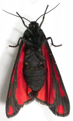 Réf. 231 022 : Tyria jacobaeae