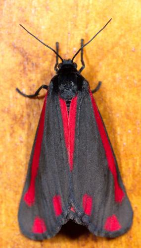 Réf. 231 020 : Tyria jacobaeae