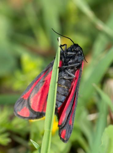 Réf. 231 021 : Tyria jacobaeae