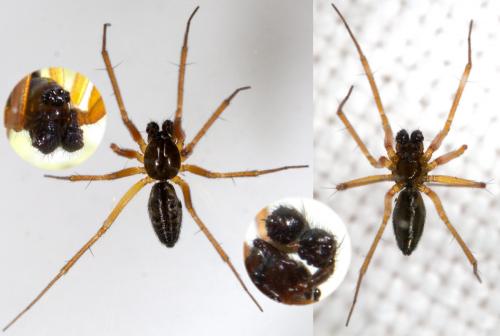 Tenuiphantes sp.