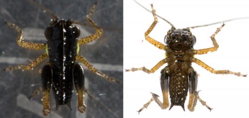 Réf. 231 282 : Tettigoniinae inconnu