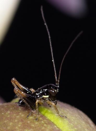 Réf. 231 281 : Tettigoniinae inconnu