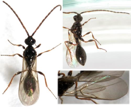 Belyta depressa