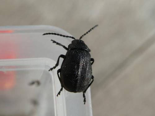 Réf. 231 459 : Galeruca sp.