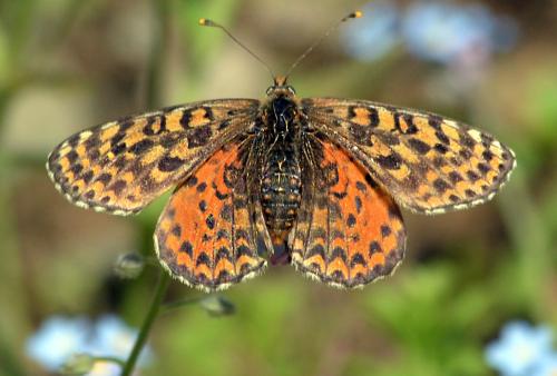 Réf. 231 467 : Melitaea didyma