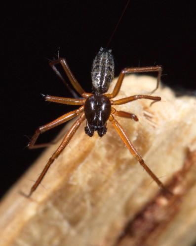 Réf. 231 686 : Tenuiphantes sp.