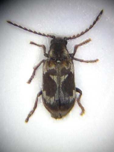 Ptinomorphus regalis