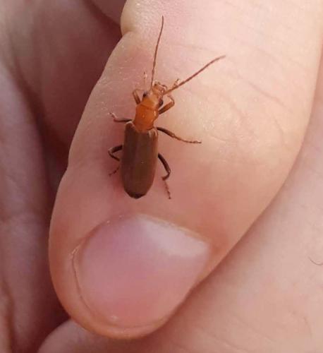 Nacerdes melanura