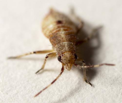 Réf. 231 166 : Deraeocoris sp.