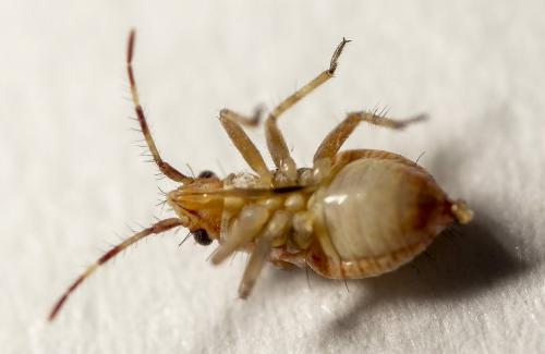 Réf. 231 165 : Deraeocoris sp.