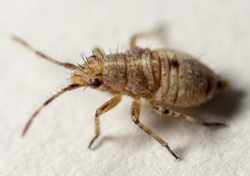 Réf. 231 163 : Deraeocoris sp.