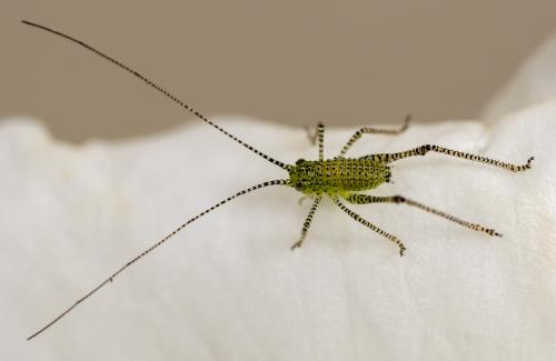 Leptophyes punctatissima