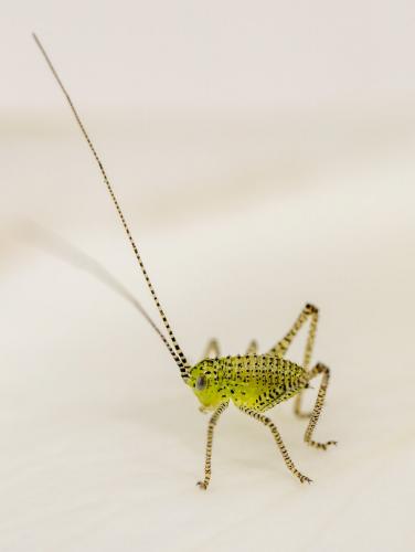 Réf. 231 256 : Leptophyes punctatissima