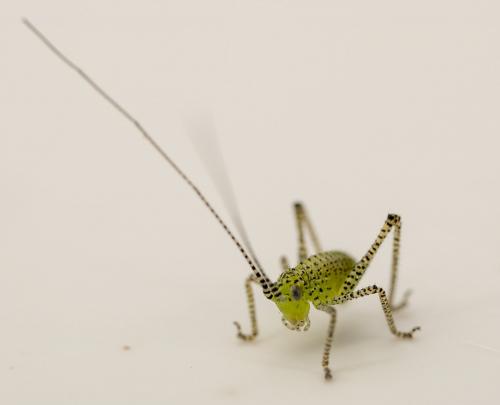 Leptophyes punctatissima