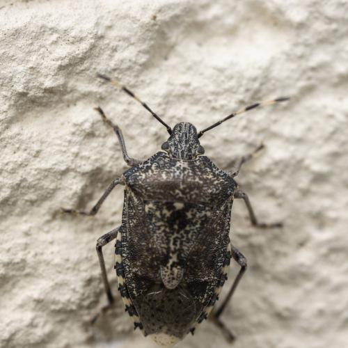 Réf. 231 250 : Rhaphigaster nebulosa