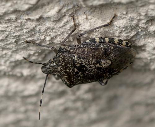 Réf. 231 248 : Rhaphigaster nebulosa