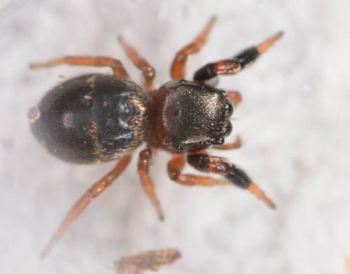 Réf. 231 448 : Sibianor larae