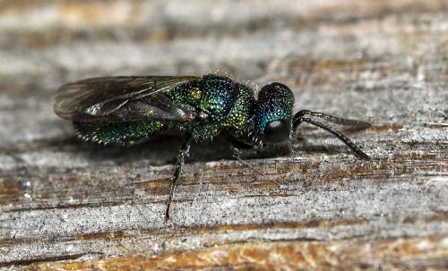 Trichrysis cyanea