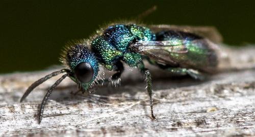 Trichrysis cyanea