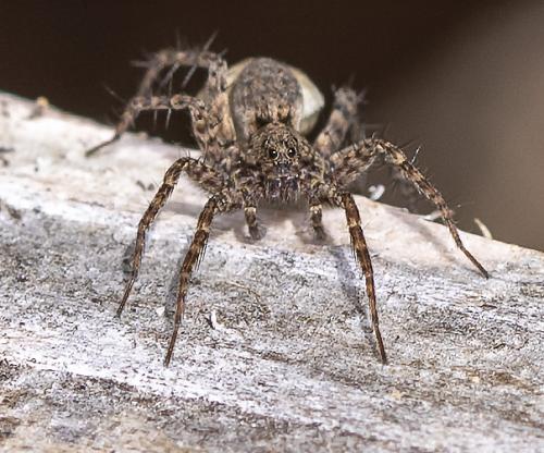 Pardosa sp.