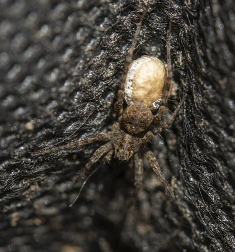 Pardosa sp.