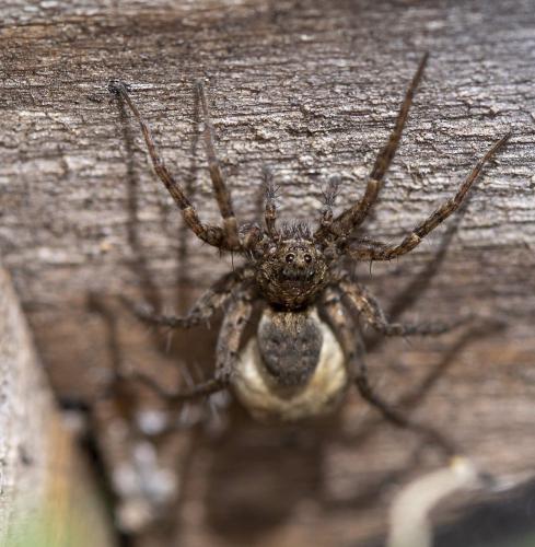 Pardosa sp.