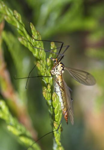 Nephrotoma flavescens