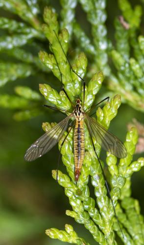 Nephrotoma flavescens