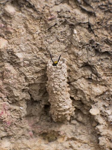 Paragymnomerus spiricornis
