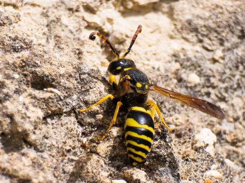 Paragymnomerus sp.