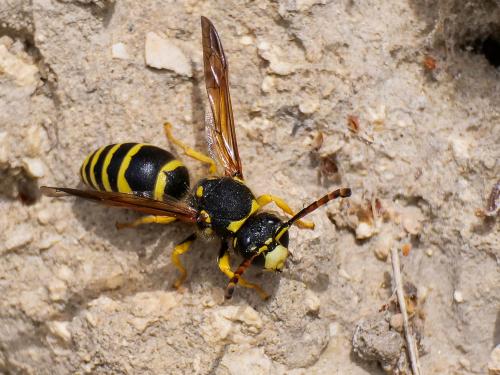 Paragymnomerus sp.