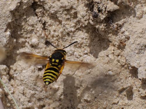 Paragymnomerus spiricornis