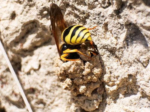 Paragymnomerus spiricornis