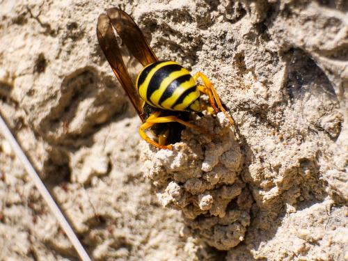 Paragymnomerus spiricornis