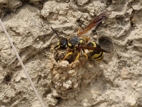 Réf. 231 937 : Paragymnomerus spiricornis