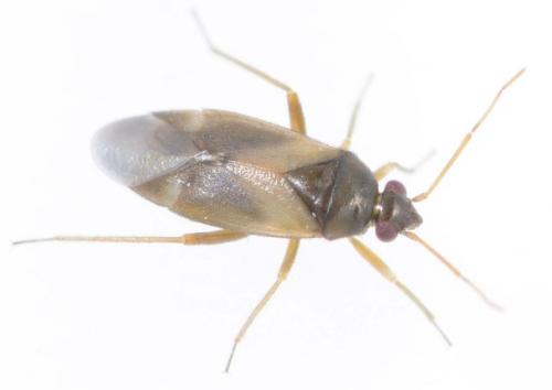 Réf. 231 917 : Plesiodema pinetella