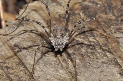 Dasylobus sp.
