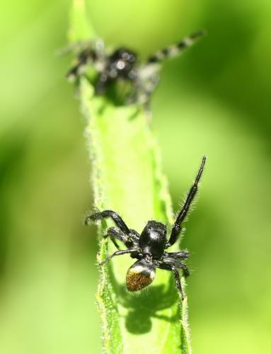 Carrhotus xanthogramma