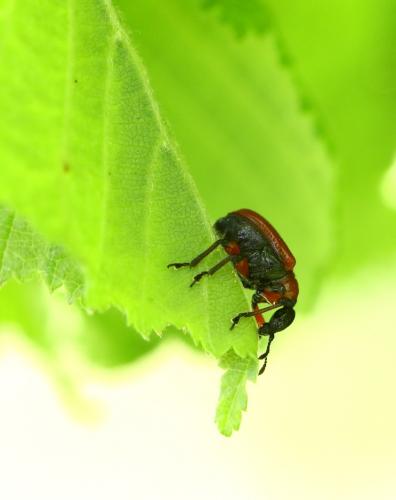 Réf. 231 067 : Apoderus coryli