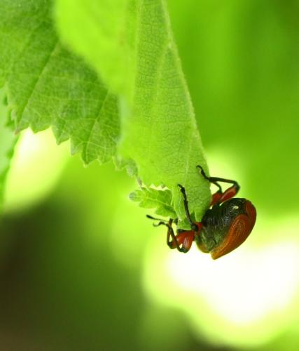 Réf. 231 068 : Apoderus coryli